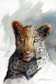 Card CAPE LEOPARD  A6 SkillyArt