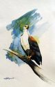 Card FISH EAGLE  A6 SkillyArt