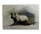 Card BLACK RHINO  A6 SkillyArt