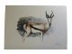 Card SPRINGBOK A6 SkillyArt